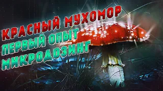 КРАСНЫЙ МУХОМОР. МИКРОДОЗИНГ. ПЕРВЫЙ ОПЫТ.