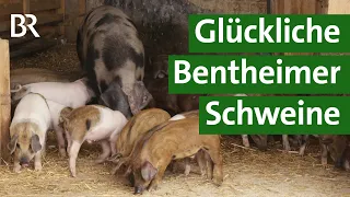 Alte Nutztierrasse: Bentheimer Schweine in artgerechter Weidehaltung | Unser Land | BR