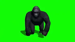 Green Screen King Kong | Gorilla Green Screen🐵 |No Copyright | King Kong Green Screen Video