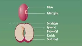 Embryo of Dicot Seeds - MeitY OLabs