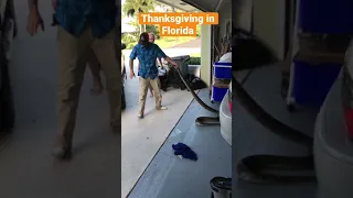 Thanksgiving In Florida With The Python Cowboy