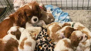 Cavalier Puppies: Learning to Bark, Howl, and Wrestle
