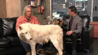 Learning About Wolves with Flurry the Arctic Wolf from Wild Spirit Wolf Sanctuary