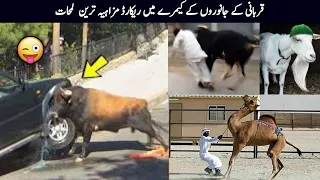 Qurbani Animals Funny Moments Caught On Camera Part 2.