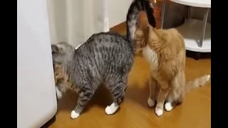 The reaction of the cat after smell the companion's ass. . . .