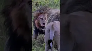 "King of the Serengeti" BOB JUNIOR (LION) killed by rival lions!