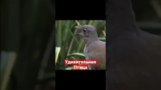 Удивителная Птица Лира разные звуки