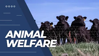 БЛАГОПОЛУЧИЕ ЖИВОТНЫХ. ANIMAL WELFARE