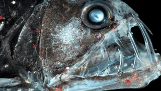 Mariana Trench - Deep Sea Animals! / Documentary (English/HD)