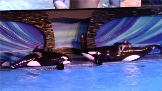 Orca Encounter (Full Show) - SeaWorld Orlando - March 6, 2022