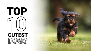 Top 10 Cute Dogs: The Cutest Dog Breeds ✨ Most Adorable Dogs in the World