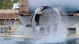 Wikie's Side Flip - Marineland Antibes