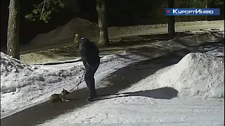 Житель посёлка Песочный избил свою собаку гуляя с ней по улице