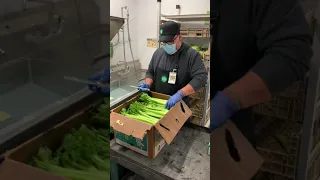 Prepping OG Celery