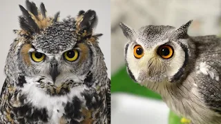 OWL BIRDS🦉- A Funny Owls And Cute Owls Videos Compilation (2021) #003 || Funny Pets Life