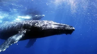 Mapping whale calls reveal feeding in species-specific hotspots