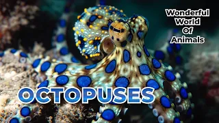 The Wonderful World Of Octopuses