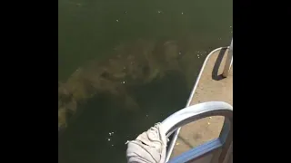 Huge Crocodile in the Water || ViralHog