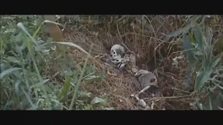 Stanleyville Congo War 1964