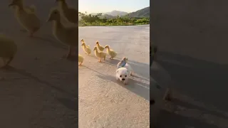 Chú chó dễ thương cùng đàn vịt - Cute dogs and ducks #shorts