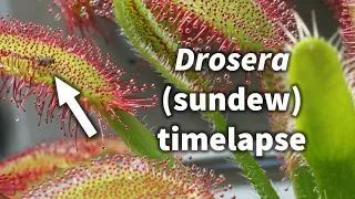 Carnivorous sundew (Drosera) timelapse