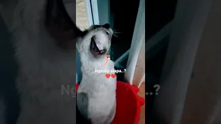 Jangan ngintip, Choki.. | Kucing Mixdom