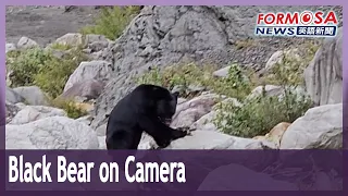 Close-up footage of a Formosan black bear eating its lunch by a river｜Taiwan News