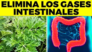 ¡ESTA es LA MEJOR HIERBA Para ELIMINAR los GASES INTESTINALES DE forma natural