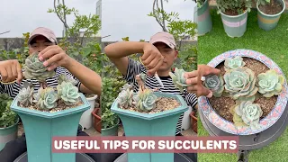 Useful tips for succulents | 多肉植物| 다육이들 | Suculentas