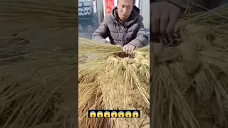 Farmer weaving some baskets with branches from the field‼️‼️‼️😱😱👨‍🌾👨‍🌾👨‍🌾