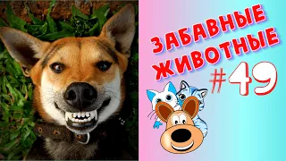 Приколы с Животными #49 / Смешные Животные / Приколы 2020 / Приколы про Животных / Лучшие Приколы