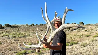 GIANT SET OF ELK SHEDS! with rise and shed.