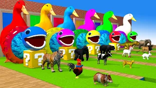 5 Giant Duck Cartoon,Tiger,Cow,rabbit,Gorilla,Hamsters,Dog,Cat Wild Animals Crossing Fountain