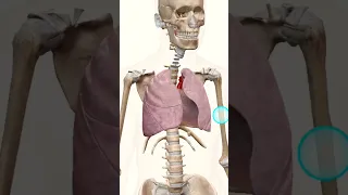 lungs animation 🫁 #lungs #lunganimation