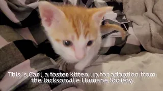 World's Cutest Kitten Episode 1