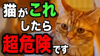 猫が病気の時に必ず見せるサイン50選を獣医師が解説します