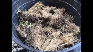 Growing Microgreens and Reusing Soil