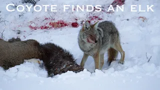 Coyote hits the jackpot! Free elk meat!!