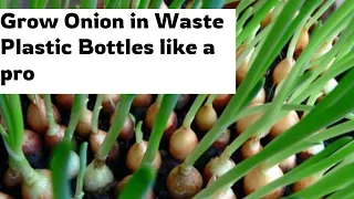 How to use plastic bottle to grow onion/ Grow onion easily at home