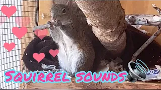 Squirrel Mating Call and Barking (Female)