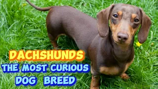 Dachshunds: The Most Curious Breed