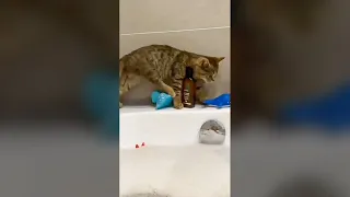 Cat Falls into Tub of Water - Funny Cat Videos 🐾