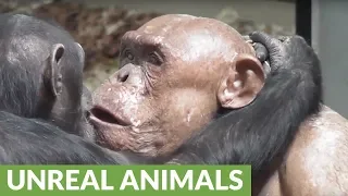 Fascinating romance blossoms for hairless chimpanzee