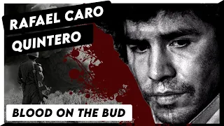 Blood on the Bud: A Brief History of Rafael Caro Quintero