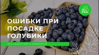 Почему голубику лучше сажать в траншею? — 2 часть