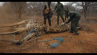 Saving a Snared Giraffe | Sheldrick Trust