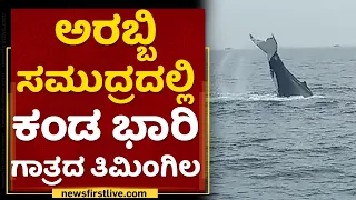 Arabian Sea : ಅರಬ್ಬಿ ಸಮುದ್ರದಲ್ಲಿ ಕಂಡ ಭಾರಿ ಗಾತ್ರದ ತಿಮಿಂಗಿಲ | Whale |  NewsFirst Kannada