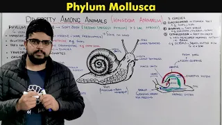 Phylum Mollusca (General characteristics and Overview)
