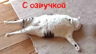 СМЕШНЫЕ КОТЫ С ОЗВУЧКОЙ – Лютые приколы с котами и кошками (Смешные кошки, видео мемы) 2019