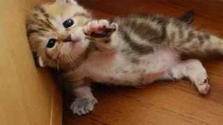 So Many Cute Baby Kittens Videos Compilation 2018